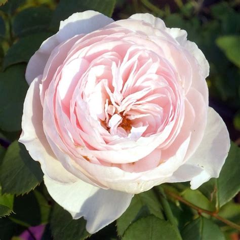 kordes earth angel rose.